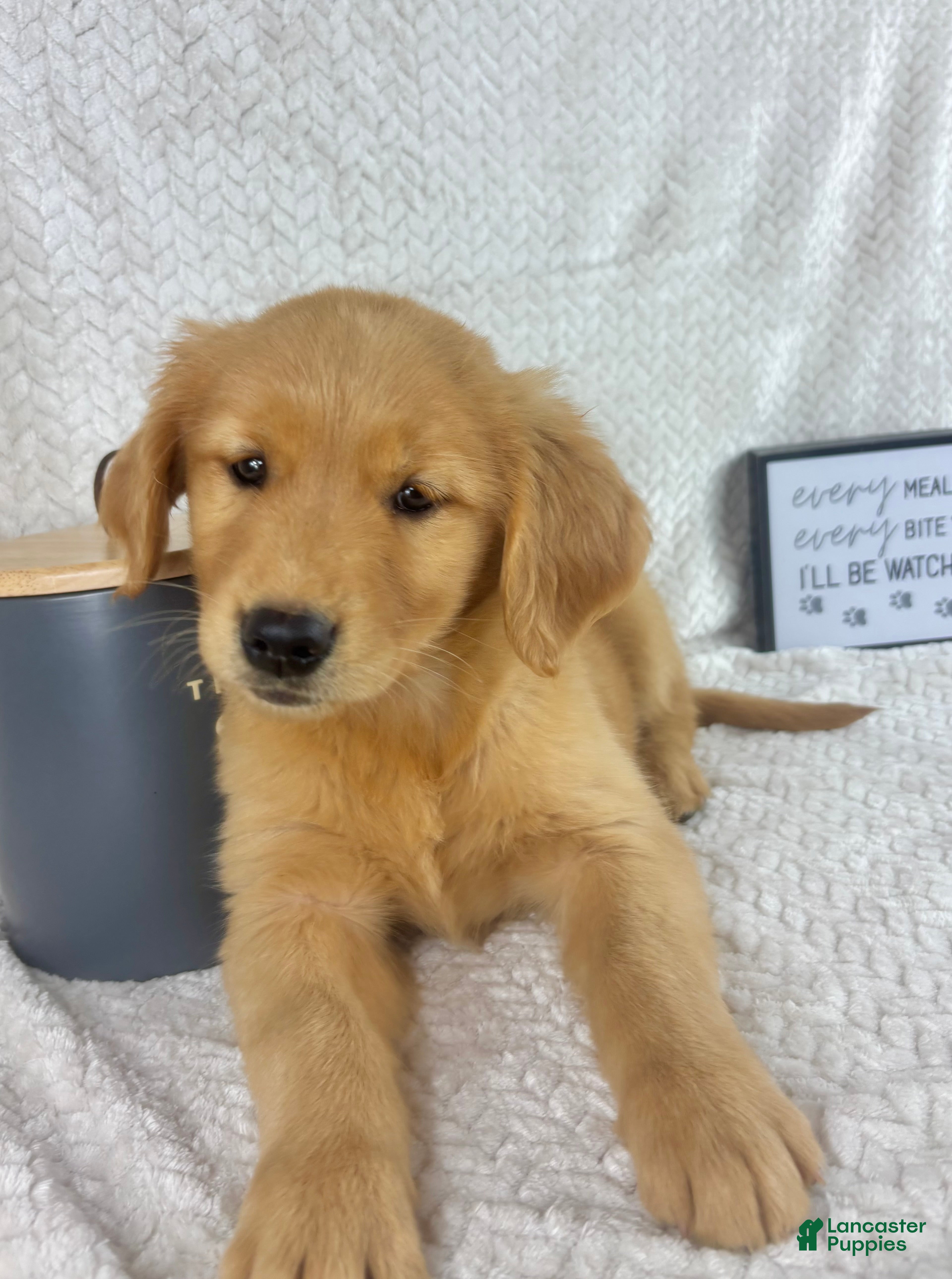Golden Retriever dogs Ruby  - Ad 16