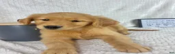 Golden Retriever dogs for sale: Ruby  - Ad 1