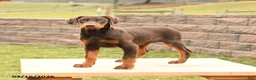 Doberman Pinscher dogs for sale: Fancy - Ad 3