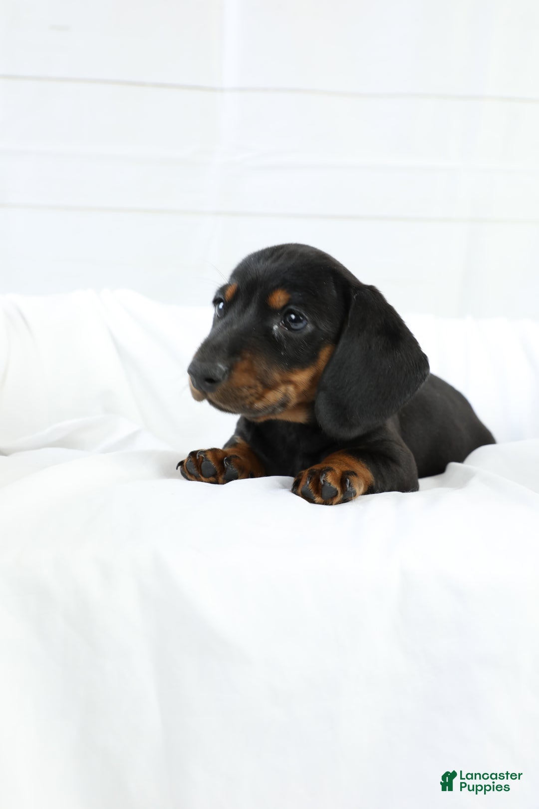 Miniature Dachshund dogs for sale: Bennett - Ad 5