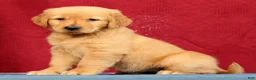 Golden Retriever dogs for sale: Juniper - Ad 4