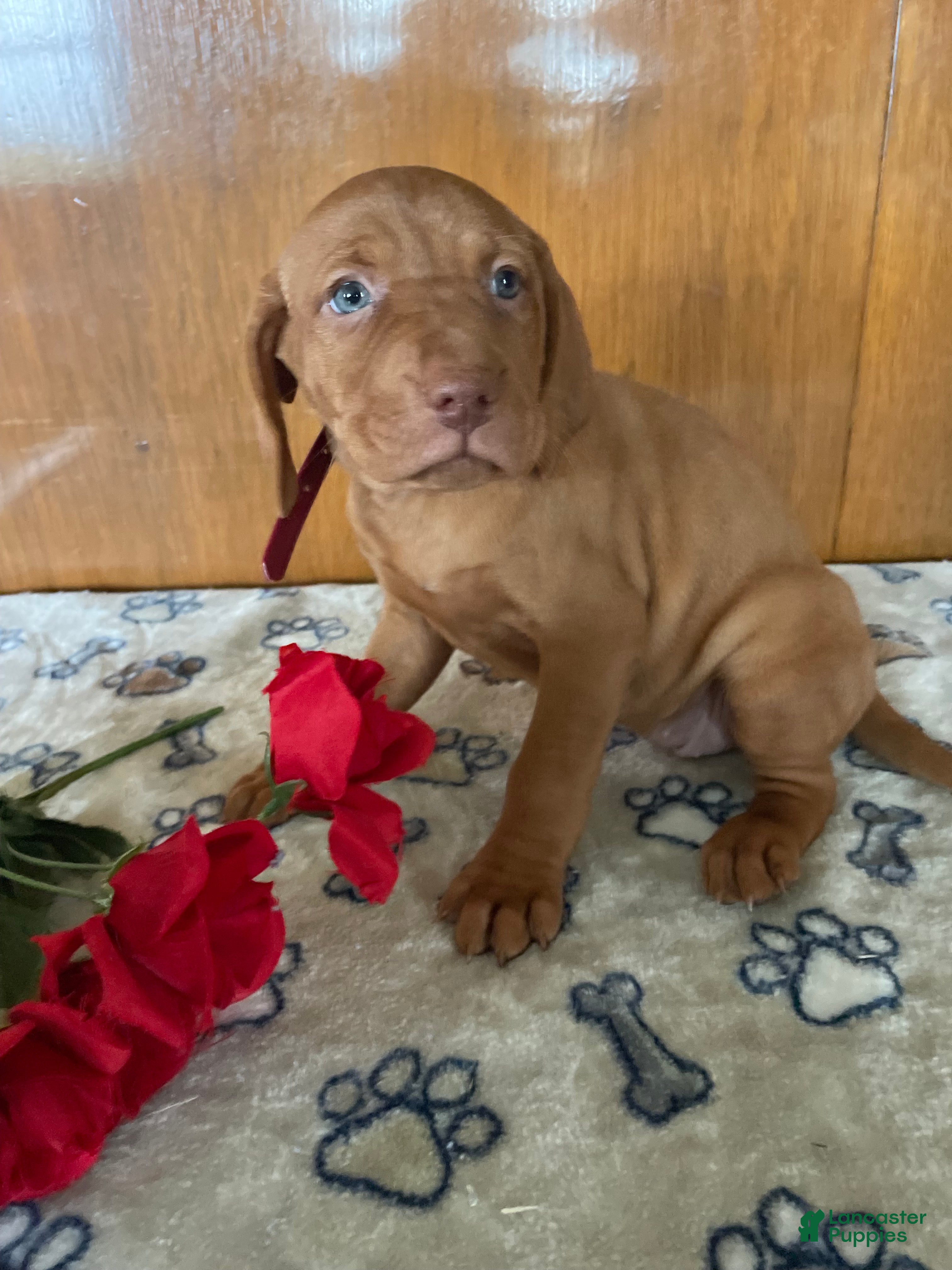 Vizsla dogs Zelda - Ad 14