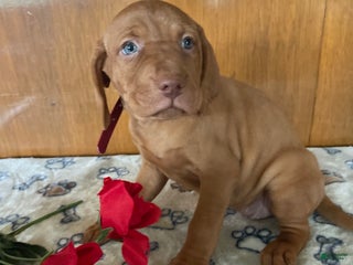 Vizsla dogs Zelda - Ad 11