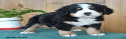 Bernese Mountain Dog dogs for sale: Pepper - Ad 4