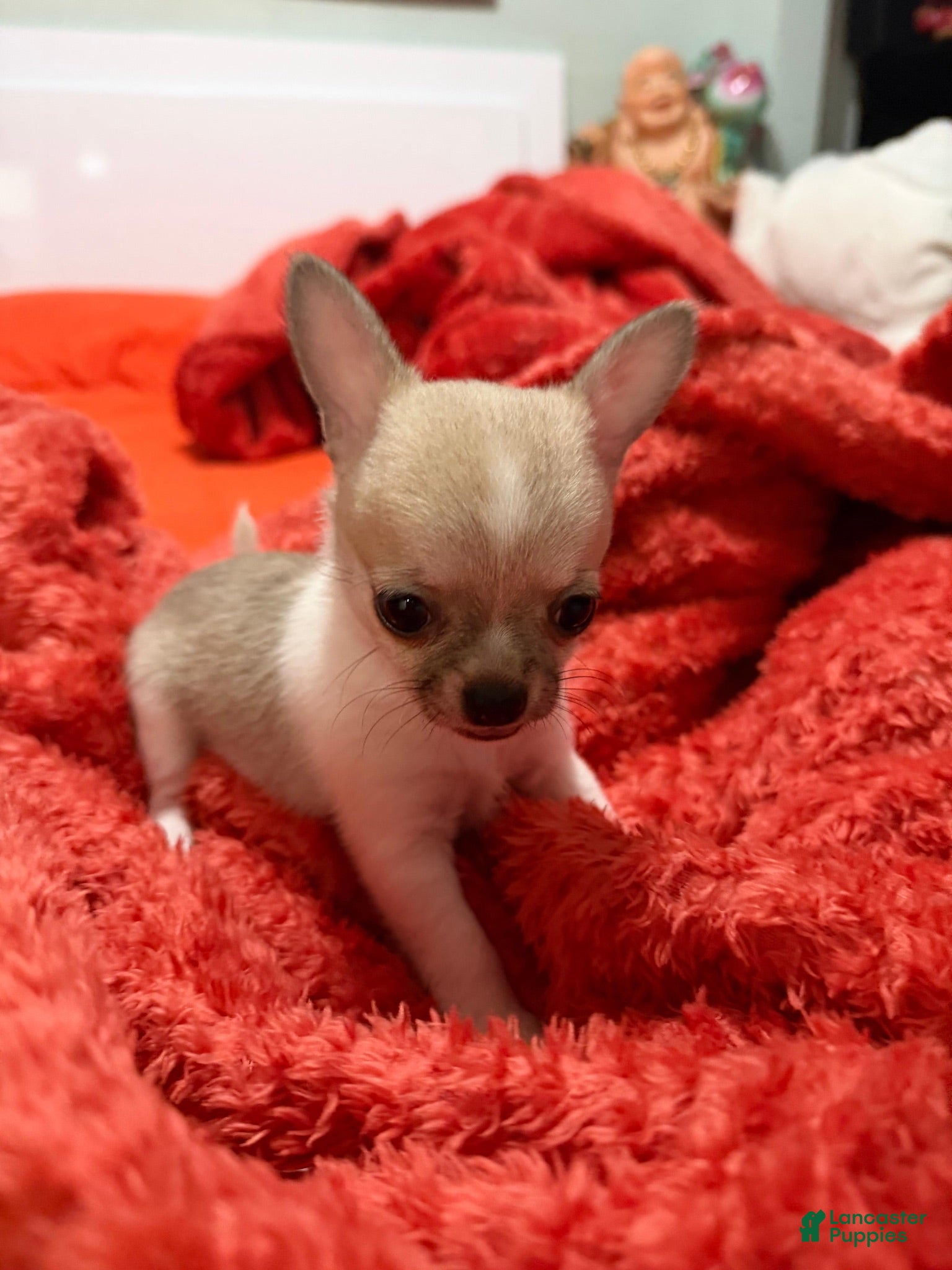 Chihuahua dogs Chihuahua 1 - Ad 26