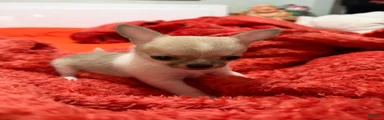 Chihuahua 1