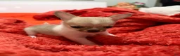 Chihuahua dogs for sale: Chihuahua 1 - Ad 1