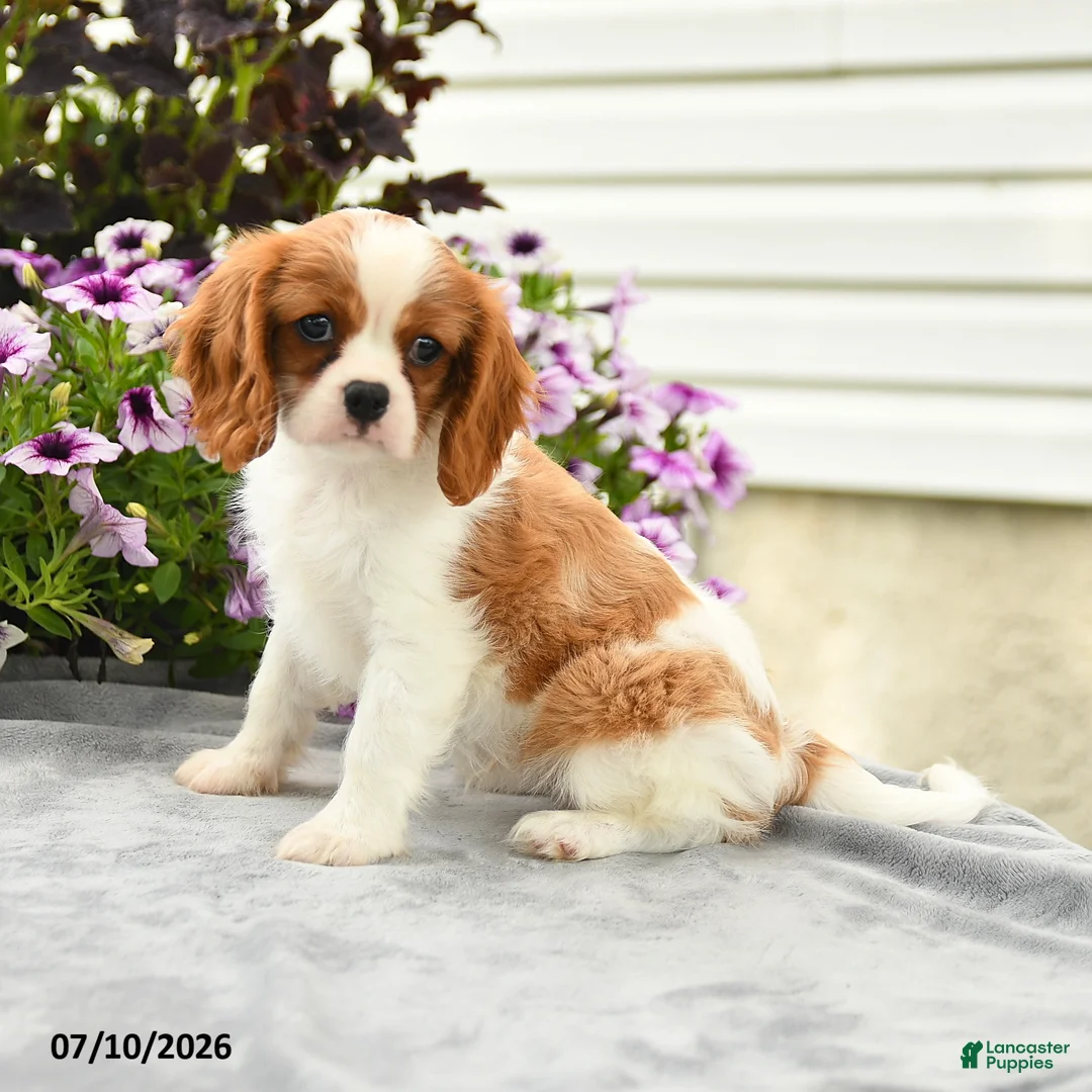 Cavalier King Charles Spaniel dogs for sale: Colette - Ad 1