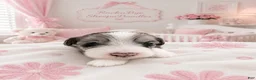 Sheepadoodle dogs for sale: Sheepadoodle 4 - Ad 2