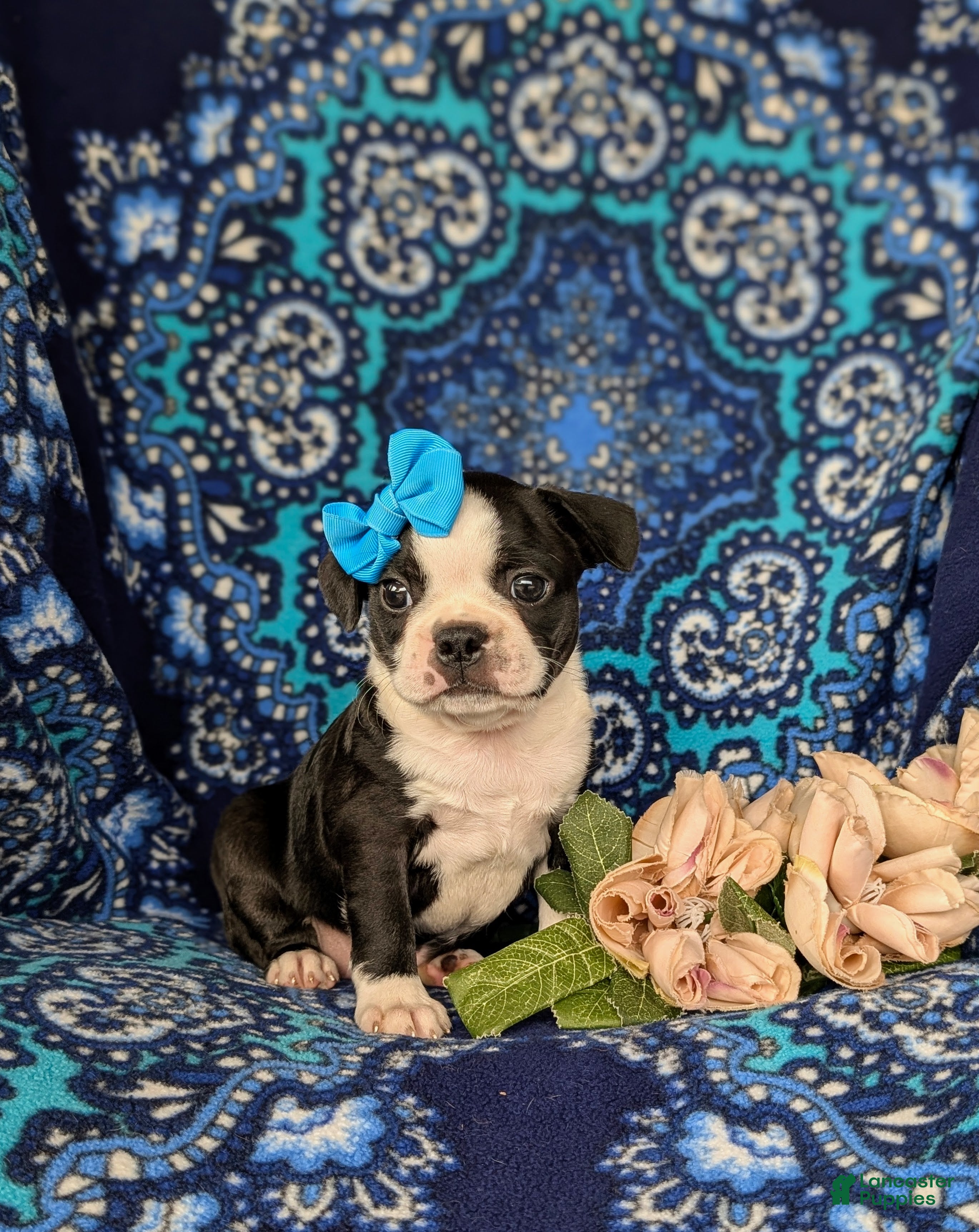 Boston Terrier dogs Elisa - Ad 1