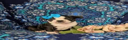 Boston Terrier dogs for sale: Elisa - Ad 1