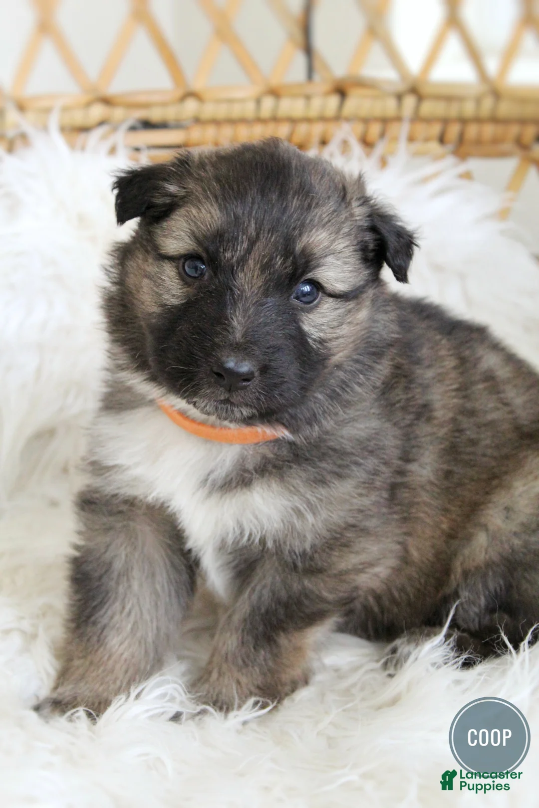 Mixed Breed dogs for sale: Coop - Ad 5