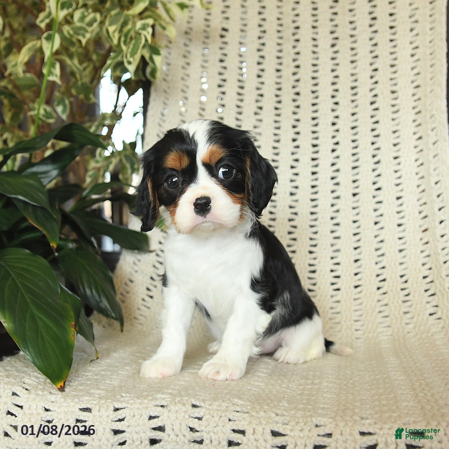 Cavalier King Charles Spaniel dogs Cherry - Ad 17