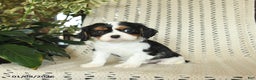 Cavalier King Charles Spaniel dogs for sale: Cherry - Ad 1
