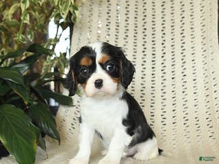 Cavalier King Charles Spaniel dogs Cherry - Ad 11