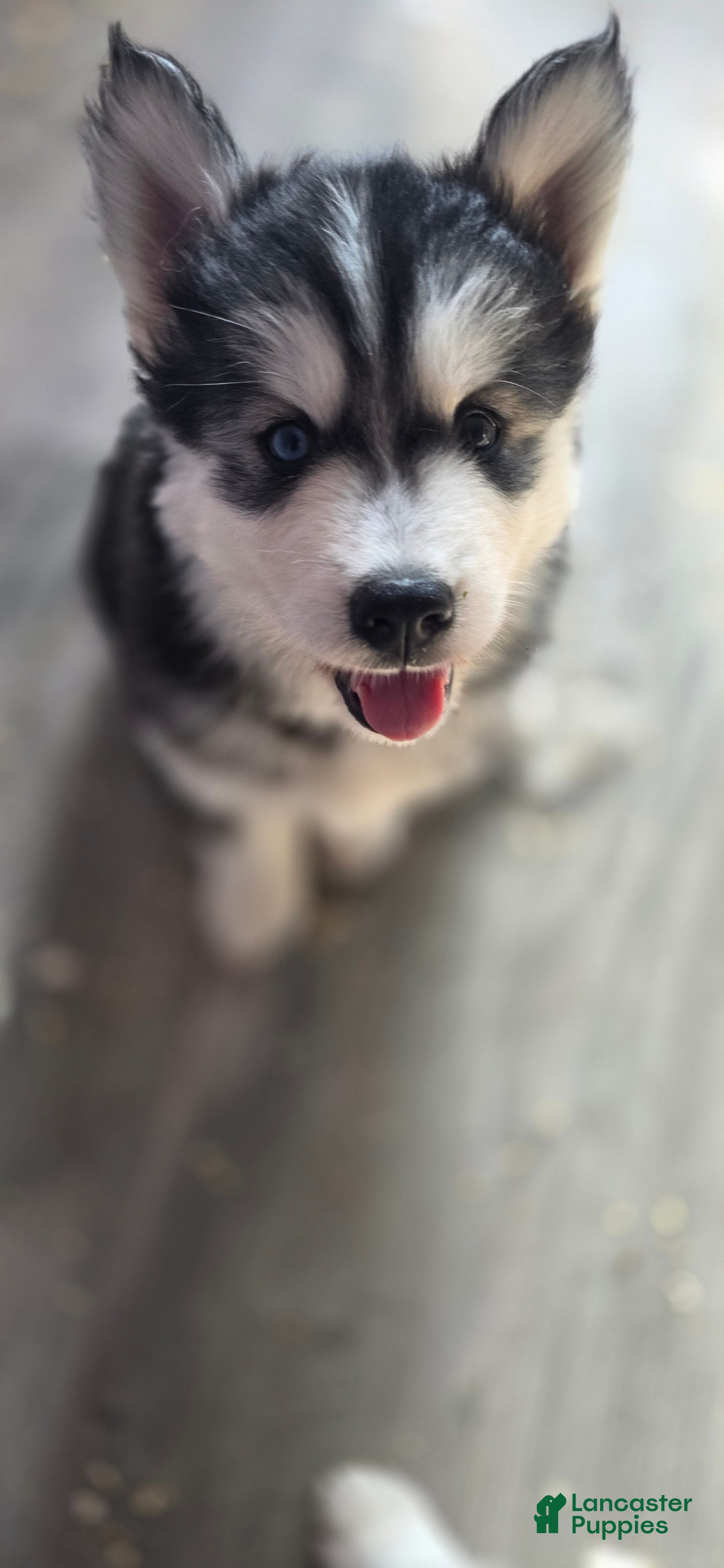 Siberian Husky dogs Mario - Ad 1