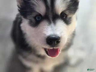 Siberian Husky dogs for sale: Mario - Ad 3