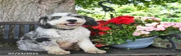 Aussiedoodle dogs for sale: Adam  - Ad 6