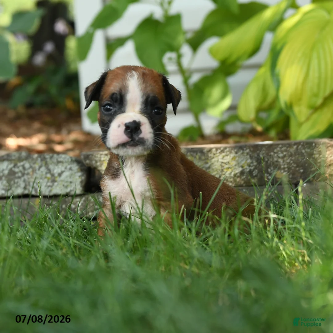 Boxer dogs for sale: Maximus - Ad 1