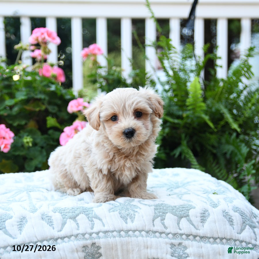 Maltipoo dogs for sale: Clem  - Ad 1