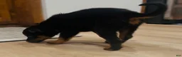 Mixed Breed dogs for sale: boy 4 Rumor - Ad 4