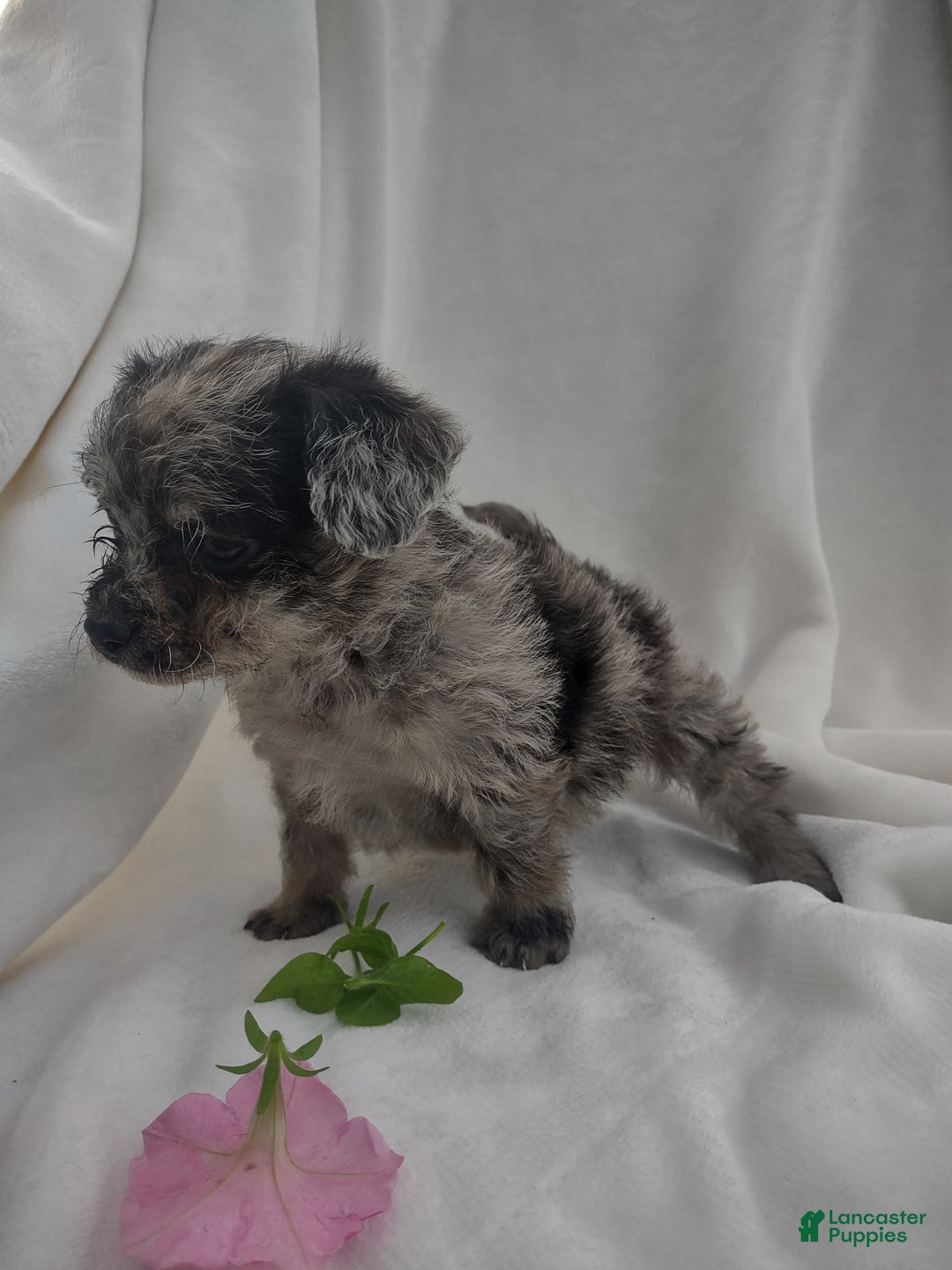 Chipoo dogs for sale: Jada - Ad 2