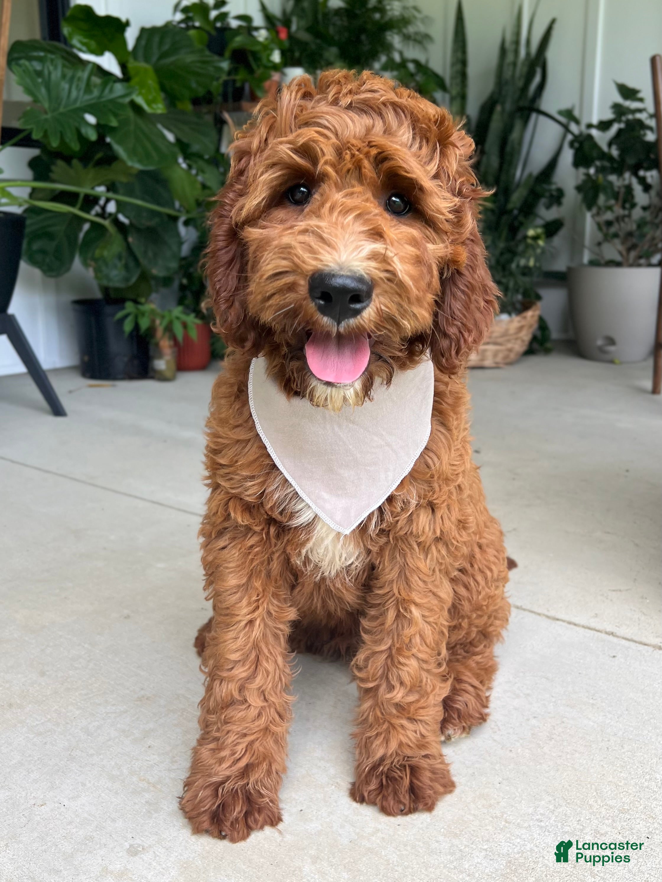 Irish Doodle dogs Harrison - Ad 2