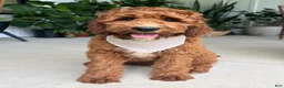 Irish Doodle dogs for sale: Harrison - Ad 2