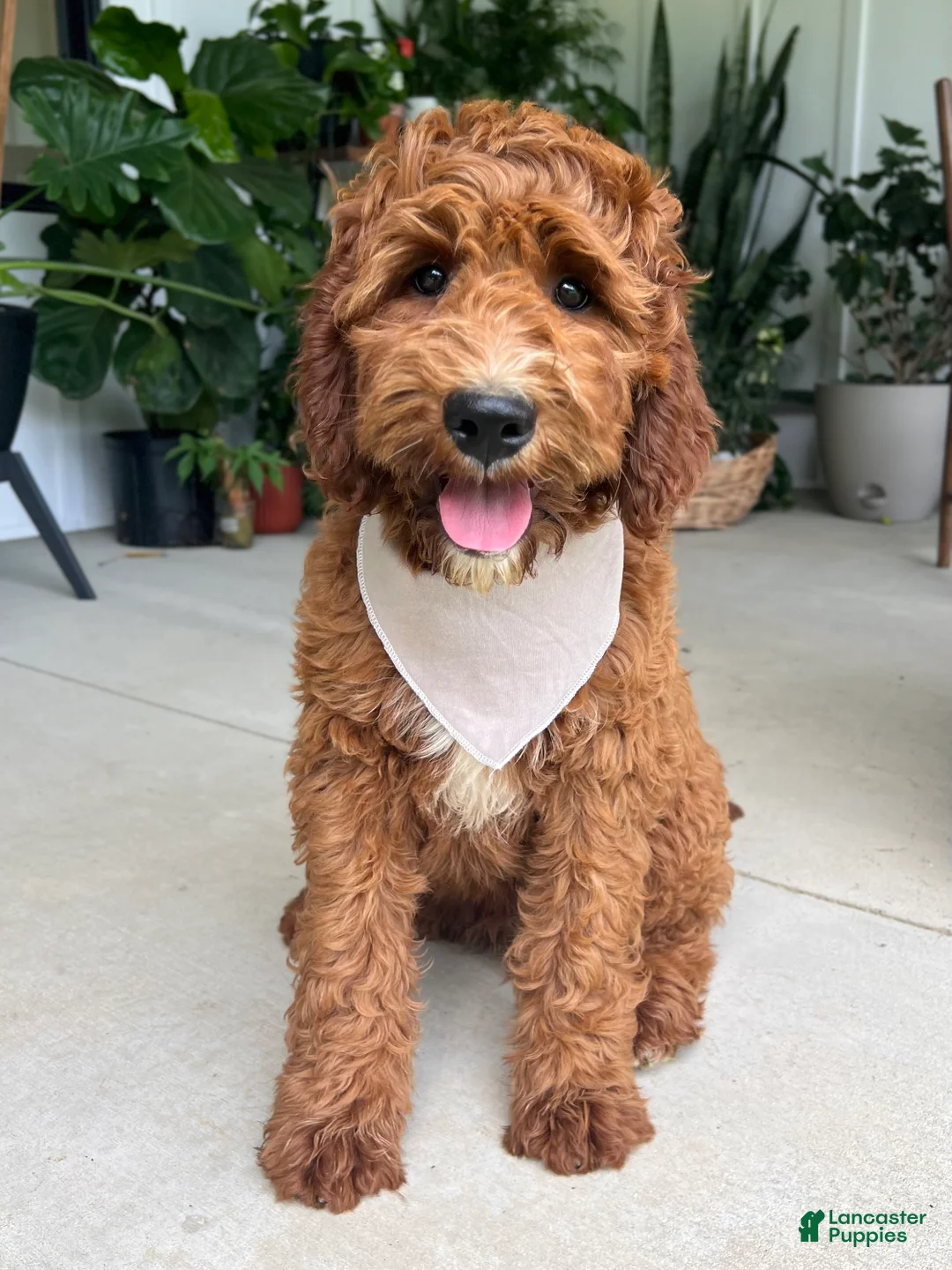 Irish Doodle dogs for sale: Harrison - Ad 2