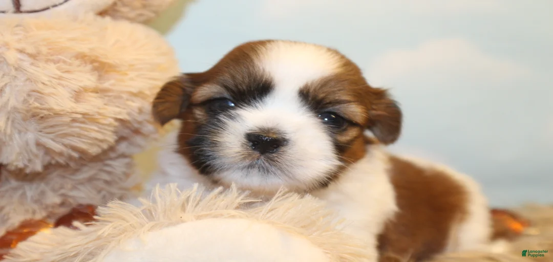 Gallery Image {{count}}