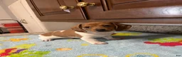 Miniature Dachshund dogs for sale: Ayaan  - Ad 5
