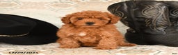 Cavapoo dogs for sale: Snuggles   - Ad 2