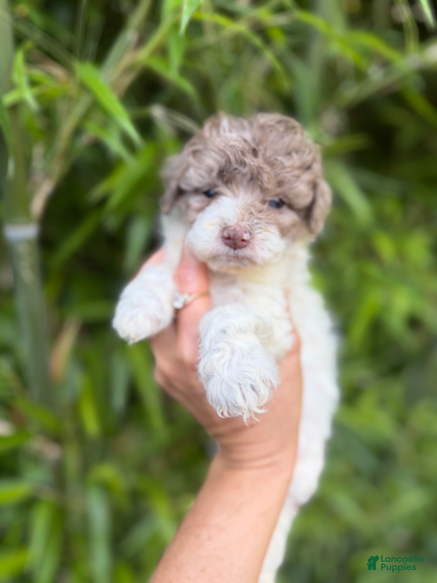 Cockapoo dogs Cockapoo Puppy 4 - Ad 26
