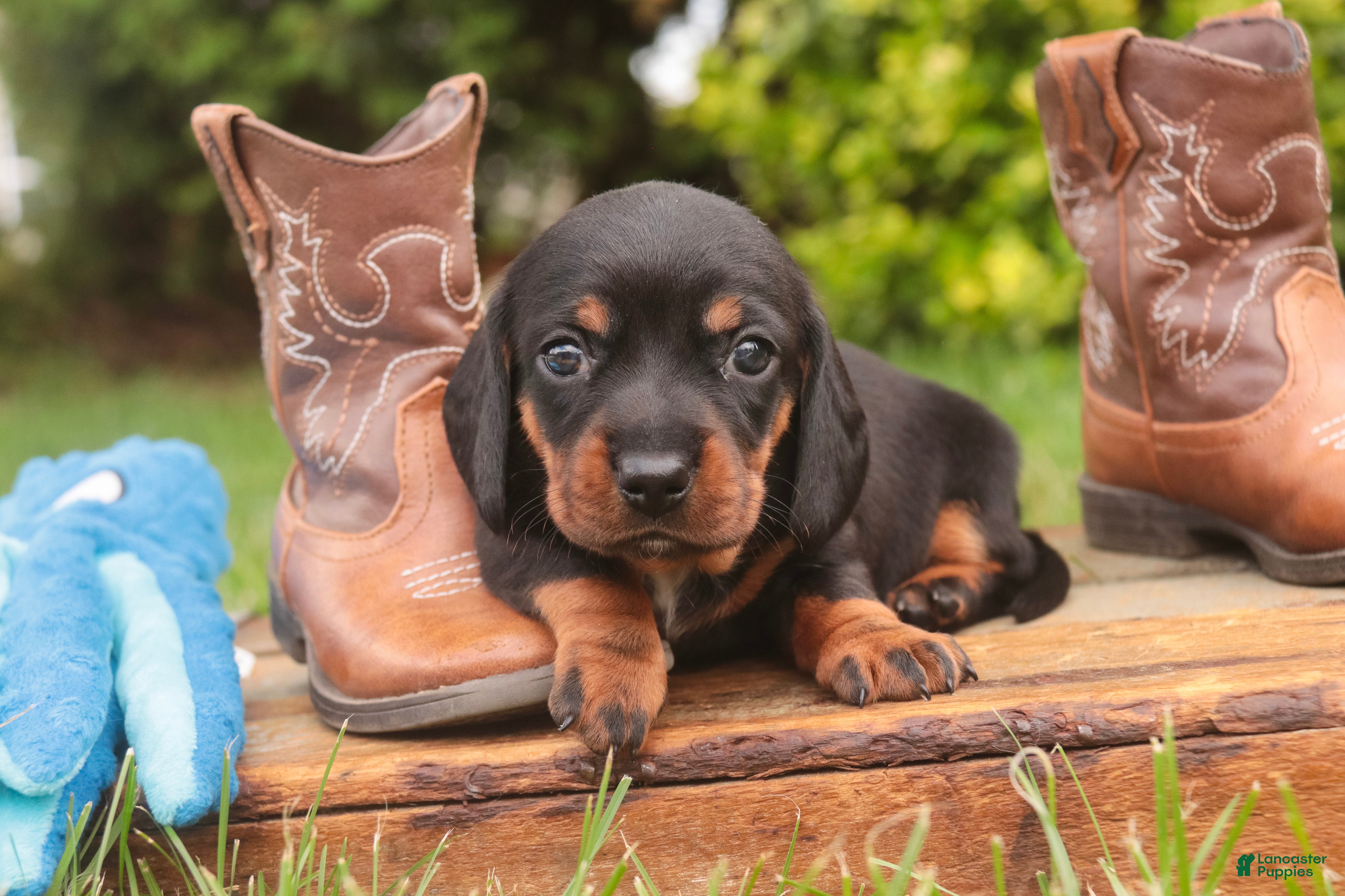 Miniature Dachshund dogs Wyatt Miniature Dachshund  - Ad 1