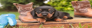 Wyatt Miniature Dachshund 