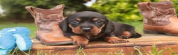 Miniature Dachshund dogs for sale: Wyatt Miniature Dachshund  - Ad 1