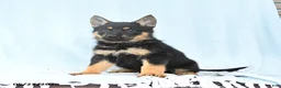German Shepherd dogs for sale: Pretzel - Ad 4