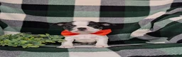 Boston Terrier dogs for sale: Egypt - Ad 1
