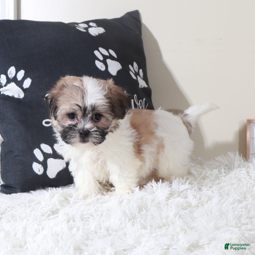 Teddy Bear dogs for sale: Teddy Bear Muffin - Ad 5