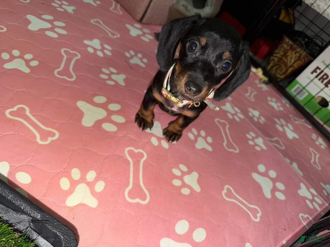Miniature Dachshund dogs for sale: Miniature Dachshund 1 - Ad 1