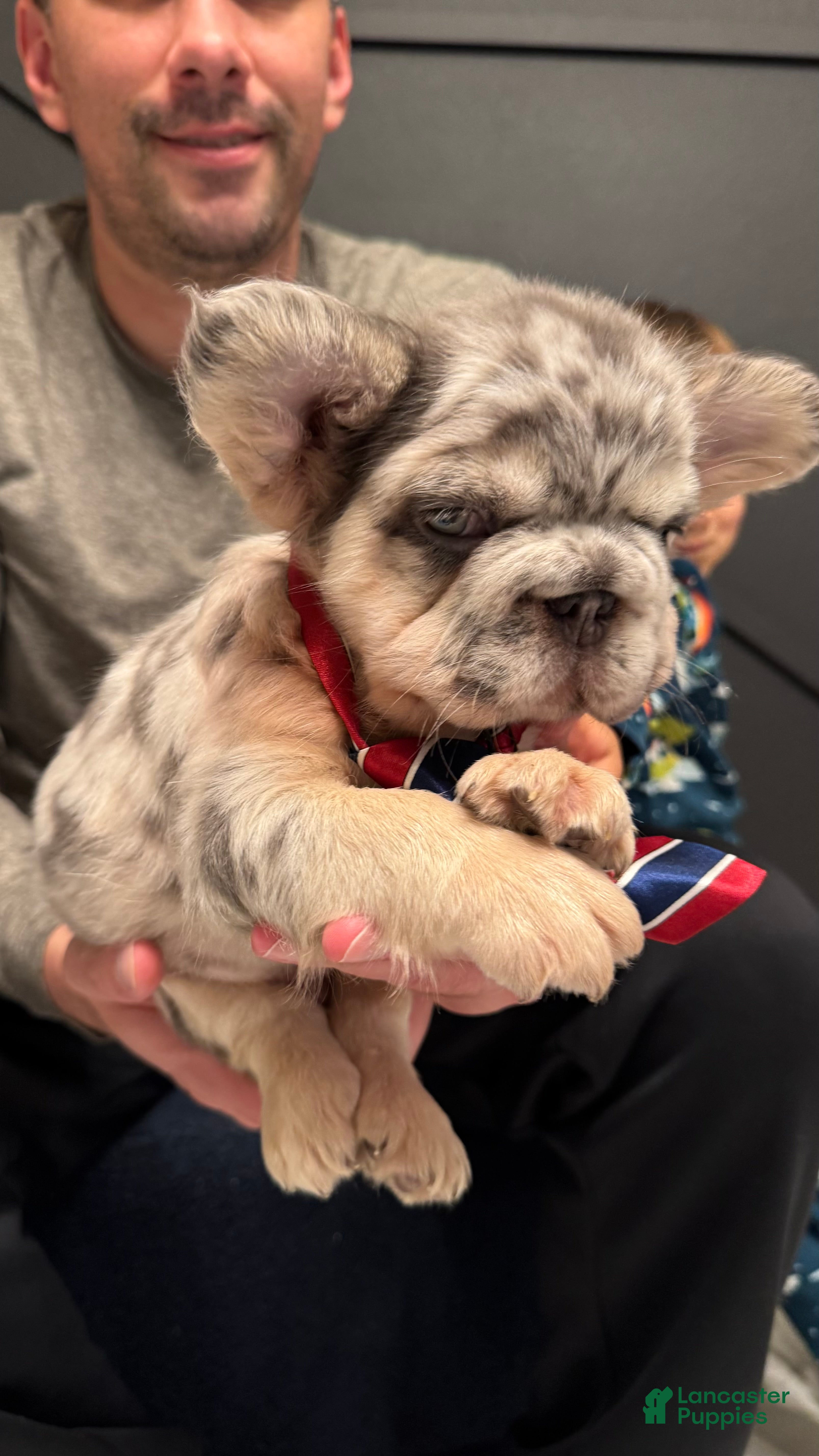 French Bulldog dogs Peso - Ad 2