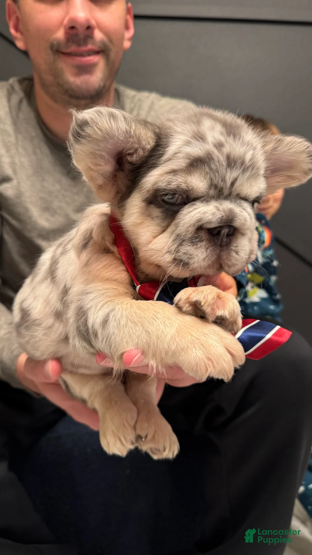 French Bulldog dogs for sale: Peso - Ad 2