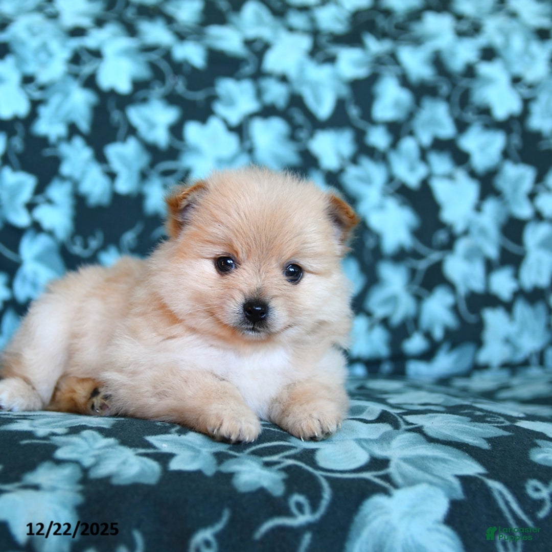 Pomeranian dogs for sale: Taffy - Ad 2