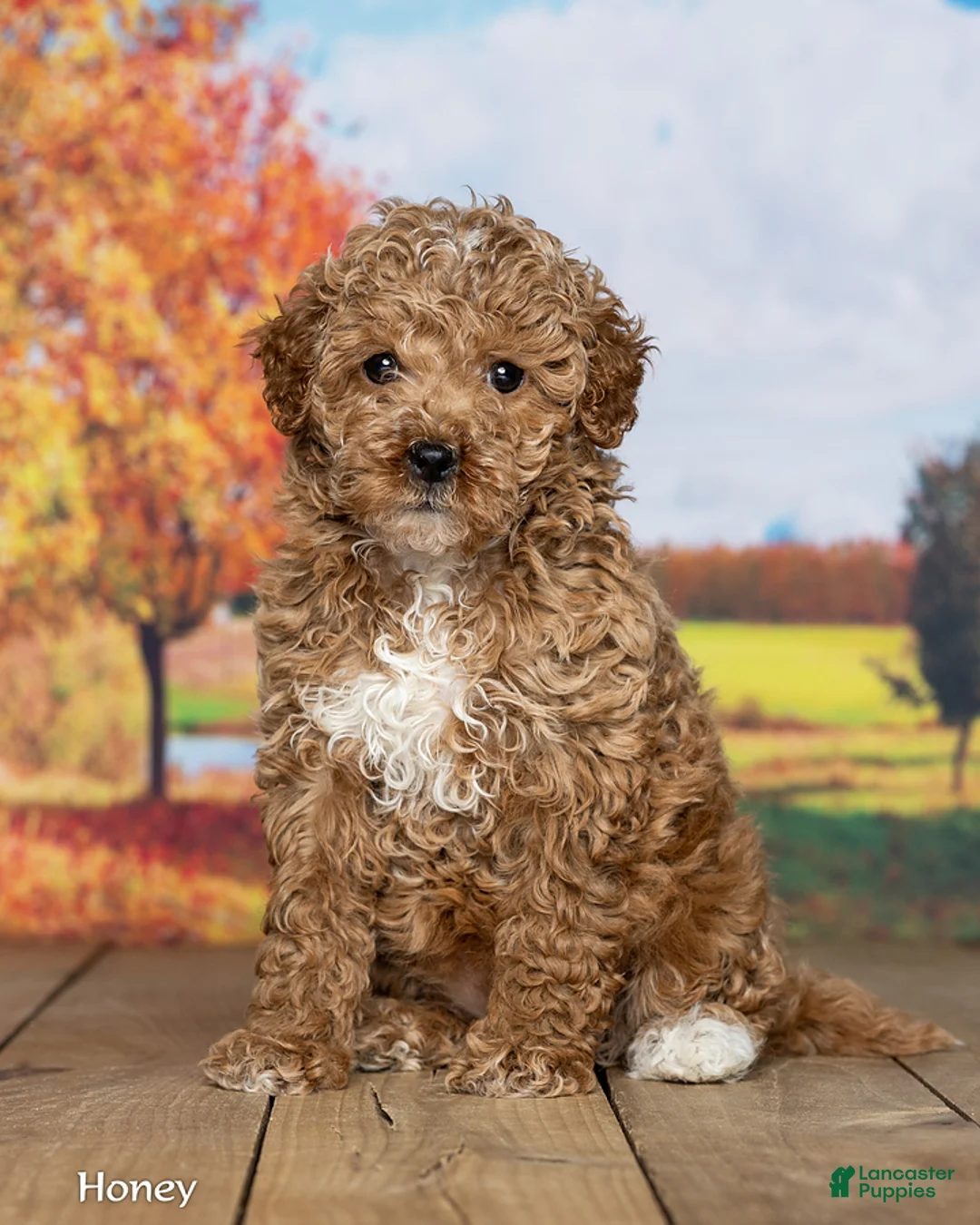 Mini Goldendoodle dogs for sale: Honey - Ad 2