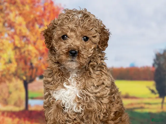 Mini Goldendoodle dogs for sale: Honey - Ad 2