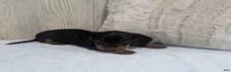 Miniature Dachshund dogs for sale: Silas - Ad 3