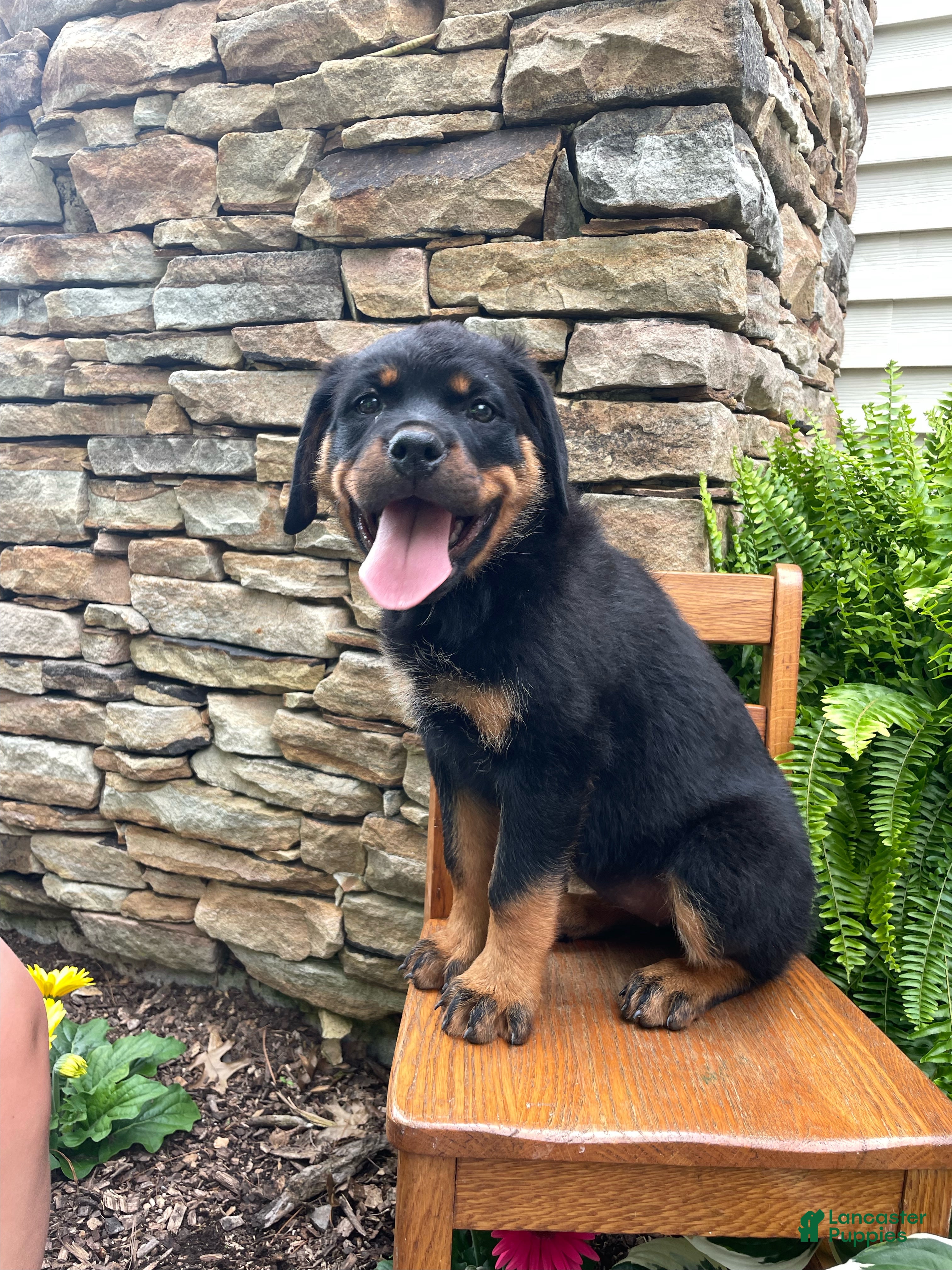 Rottweiler dogs Miss White  - Ad 1