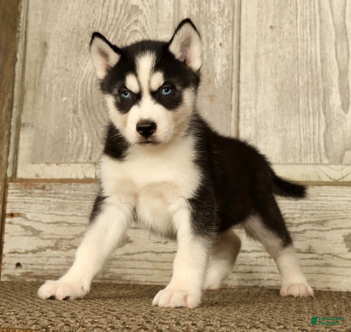 Siberian Husky dogs Thomas - Ad 1