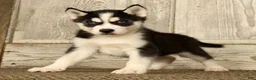 Siberian Husky dogs for sale: Thomas - Ad 1