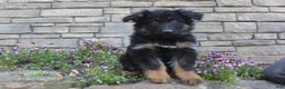 German Shepherd dogs for sale: Dominic  - Ad 1